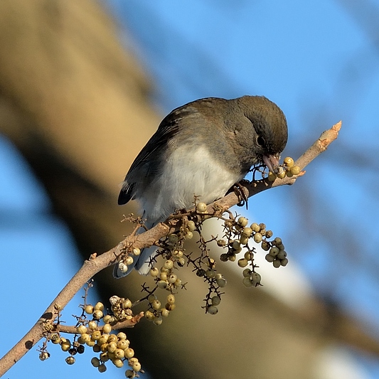 Grijze Junco